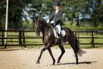 Brave 16 jarige KWPN - PROK merrie, Dieren en Toebehoren, Paarden, Merrie, Dressuurpaard