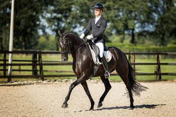 Brave 16 jarige KWPN - PROK merrie beschikbaar voor biedingen