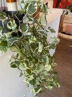 Hangplant Epipremnum N’joy / n-joy, Huis en Inrichting, Ophalen, Overige soorten, Minder dan 100 cm