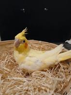 Handtamme valkparkiet lutino 2025 Limburg België, Dieren en Toebehoren, Vogels | Parkieten en Papegaaien, Geslacht onbekend, Parkiet