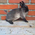 Rex dwerg voedster, Dieren en Toebehoren, Konijnen, Vrouwelijk, Dwerg, 0 tot 2 jaar