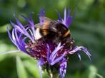 Bergcentaurie, Centaurea Montana. Paars. Zaden onbespoten, Ophalen of Verzenden, Voorjaar, Volle zon, Zaad