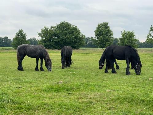 Fell pony, Dieren en Toebehoren, Pony's, Merrie, Zadelmak, C pony (1.27m tot 1.37m), Recreatiepony, 3 tot 6 jaar, Met stamboom