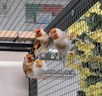 Urker Putter Pracht / Uw nieuwe Major staat klaar / Welkom!!, Meerdere dieren