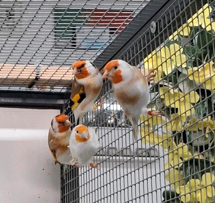 Urker Putter Pracht / Uw nieuwe Major staat klaar / Welkom!!, Dieren en Toebehoren, Vogels | Overige Vogels, Meerdere dieren