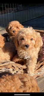 Mini doodle pups Apricot kleur  , 1 reutje, Dieren en Toebehoren, Honden | Chihuahua's en Gezelschapshonden, CDV (hondenziekte)