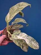 Rhaphidophora Puberula Tricolor p12, Ophalen of Verzenden, Halfschaduw, Minder dan 100 cm