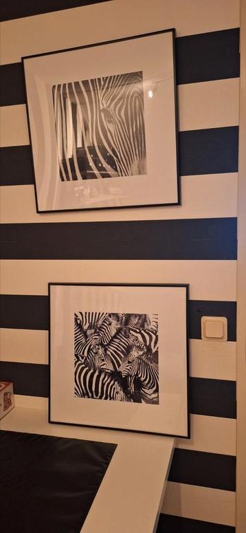 2 Luik Zebra,  lijst zwart  beschikbaar voor biedingen