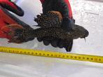 Cactus pleco vis L600 ongeveer 22CM, Dieren en Toebehoren, Vis, Zoetwatervis