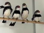 Diamantvinken - stagonopleura guttata, Meerdere dieren, Tropenvogel, Geringd
