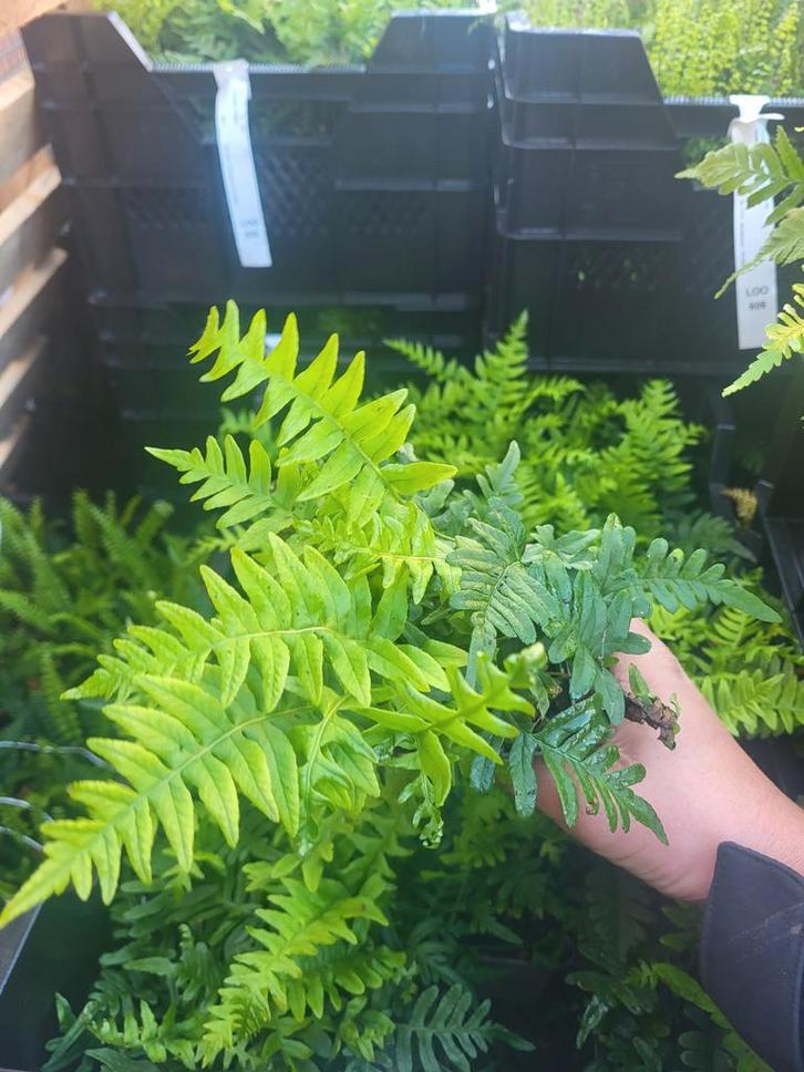 Groenblijvende varens, Tuin en Terras, Planten | Bomen, Overige soorten, Minder dan 100 cm, Halfschaduw, Bloeit niet, Ophalen of Verzenden