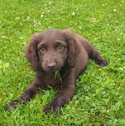 Lieve Stabij x Cocker Spaniel pups, Dieren en Toebehoren, Honden | Niet-rashonden, Middel, Meerdere dieren, Fokker | Professioneel