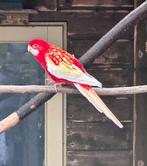 Rubino rosella man, Dieren en Toebehoren, Vogels | Parkieten en Papegaaien, Mannelijk, Parkiet