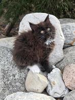 Mainecoon kitten, Dieren en Toebehoren, Katten en Kittens | Raskatten | Langhaar, Poes, Gechipt