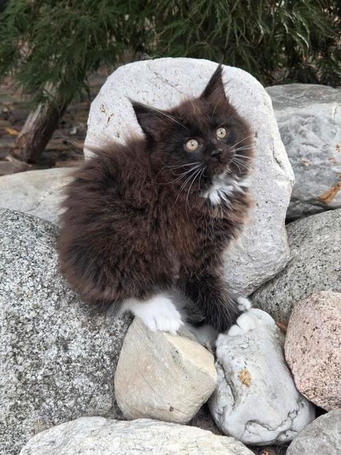 Mainecoon kitten, Dieren en Toebehoren, Katten en Kittens | Raskatten | Langhaar, Poes, Gechipt, Ontwormd, Ingeënt