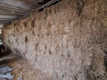Hooi st jacobs kruid vrij beschikbaar voor biedingen