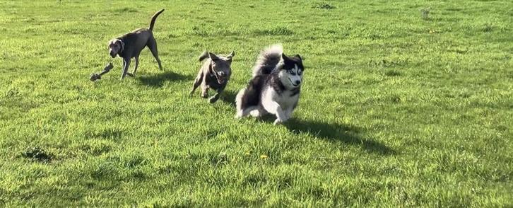 Hondenuitlaatservice Zundert en omstreken, Dieren en Toebehoren, Honden-accessoires, Ophalen of Verzenden