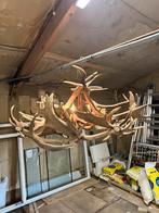 Hertengewei lamp dam en edelhert, Dieren en Toebehoren, Dwergpapegaai of Agapornis