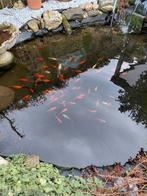 Goudvissen, Goudvis(sen)