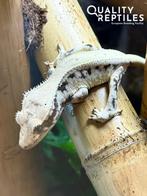 Wimpergekko’s met of zonder terrarium, Dieren en Toebehoren, Hagedis, 0 tot 2 jaar