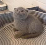 Britse korthaar Scottisch kittens, Dieren en Toebehoren, Katten en Kittens | Raskatten | Korthaar, Meerdere dieren, 0 tot 2 jaar