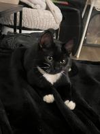 Britse korthaar europeese korthaar weg voor weinig!!!!, Dieren en Toebehoren, Katten en Kittens | Raskatten | Korthaar, Geslacht onbekend