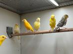 Kanarie diverse kleuren, Dieren en Toebehoren, Vogels | Kanaries, Meerdere dieren