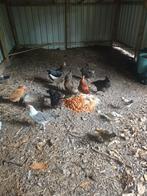 Kippen te koop, Dieren en Toebehoren, Pluimvee, Meerdere dieren, Kip