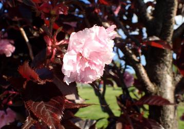 Roodbladige japanse sierkers Prunus Royal Burgundy boom beschikbaar voor biedingen