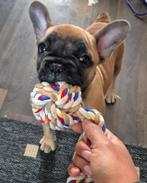 Franse buldog 10 weken oud  reutje ( laatste ), Dieren en Toebehoren, Honden | Bulldogs, Pinschers en Molossers, Rabiës (hondsdolheid)