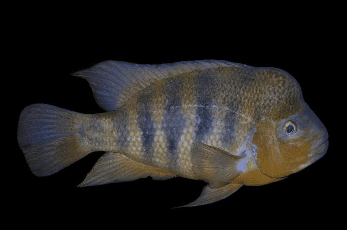 Mid. Amerikaanse Cichliden: Amphilophus flaveolus Lake Apoyo, Dieren en Toebehoren, Vissen | Aquariumvissen, Zoetwatervis, Vis