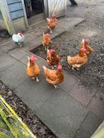 Legkippen 10 stuks, Vrouwelijk, Kip