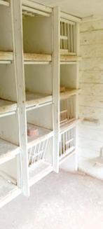 Duivenhok, Dieren en Toebehoren, Meerdere dieren, Postduif