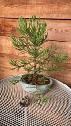Sequoia gigantum pre Bonsai, Ophalen of Verzenden, Volle zon, Overige soorten, Minder dan 100 cm