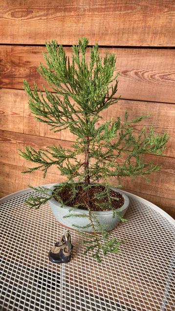Sequoia gigantum pre Bonsai beschikbaar voor biedingen