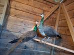 Blauwe pauwen, Dieren en Toebehoren, Meerdere dieren, Overige soorten