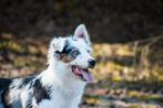 VERWACHT Australian shepherd pups, CDV (hondenziekte), Particulier, Meerdere, 8 tot 15 weken