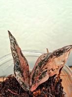 Zamioculcas Zamiifolia Raven Variegata, Overige soorten, Vaste plant, Ophalen of Verzenden, Bloeit niet