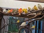 Kanarie, Dieren en Toebehoren, Vogels | Kanaries, Meerdere dieren, Kleurkanarie