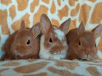 Kleurdwerg, dwergkonijntjes, Dieren en Toebehoren, Konijnen, Meerdere dieren, Dwerg, 0 tot 2 jaar