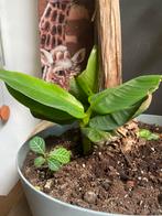 2 baby bananen boompjes, Ophalen of Verzenden, Zomer, Overige soorten, Volle zon