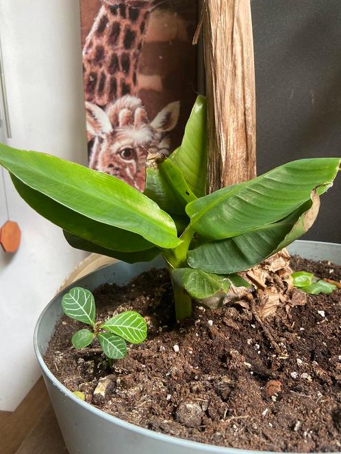 2 baby bananen boompjes, Tuin en Terras, Planten | Tuinplanten, Overige soorten, Volle zon, Zomer, Ophalen of Verzenden