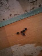 Wandelende takjes eitjes, Dieren en Toebehoren, Wandelende tak