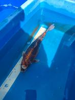 Koi 30 cm 150 euro desgewenst bezorgd aan huis, Dieren en Toebehoren, Vissen | Vijvervissen, Karper of Koi