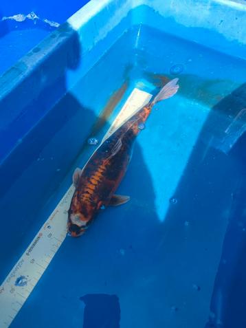 Koi 30 cm 150 euro desgewenst bezorgd aan huis  beschikbaar voor biedingen