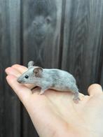 Lieve tamme engelse muizen, Dieren en Toebehoren, Knaagdieren, Muis, Meerdere dieren, Tam, Oktober