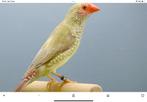 GEZOCHT Binsenastrilde pop of koppel omgeving land v cuijk, Dieren en Toebehoren, Vogels | Overige Vogels