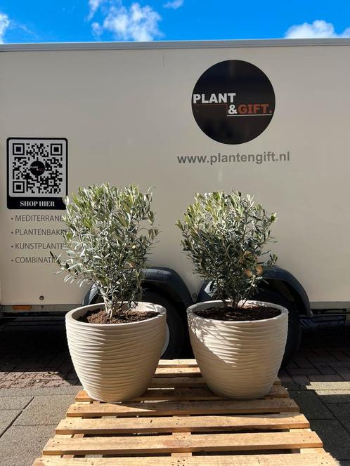 Nieuw! Olijfstruik compleet in pot zand, Tuin en Terras, Planten | Tuinplanten, Overige soorten, Halfschaduw, Zomer, Ophalen of Verzenden