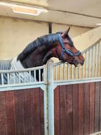 Paardestalling gezocht, Weidegang, 4 paarden of pony's of meer