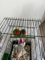 Vogels, Dieren en Toebehoren, Vrouwelijk, Papegaai